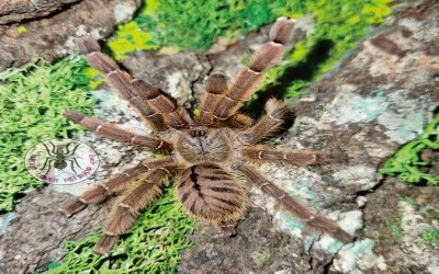 phormingochillus sp. rufus 7-8 cm tarantula